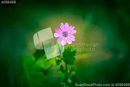 Image of Violet wildflower on green background