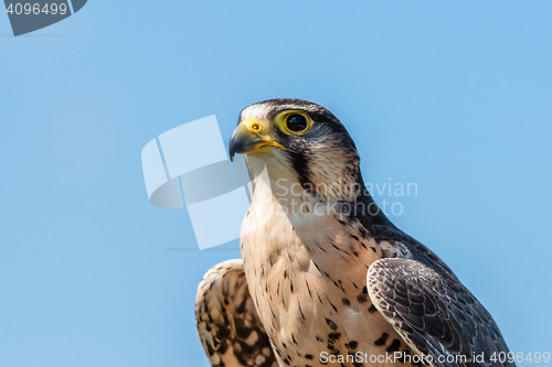 Image of Kestrel falcon on blue background