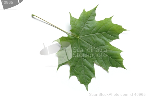 Image of Leaf