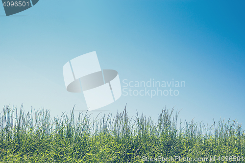 Image of Green grass in the summer
