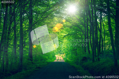 Image of Forest sunlight with bokeh