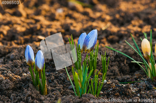 Image of Crocus flowers blooming in a garden