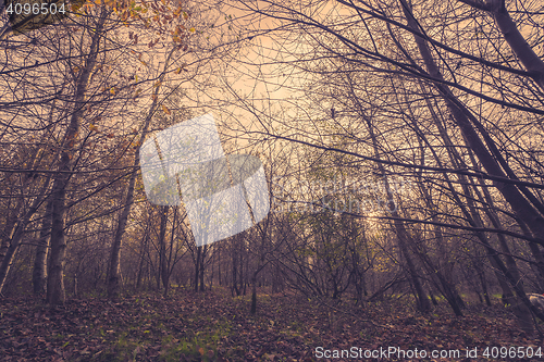 Image of Forest in the autumn