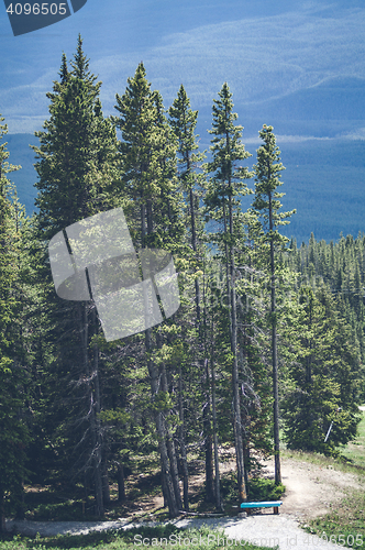 Image of Tall pine trees on a hill