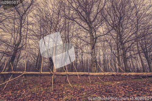 Image of Tree with many twigs in a forest