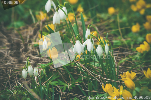 Image of Springtime flora in a garden