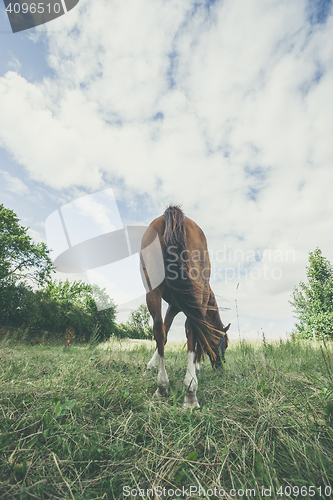 Image of Horse from behind eating grass