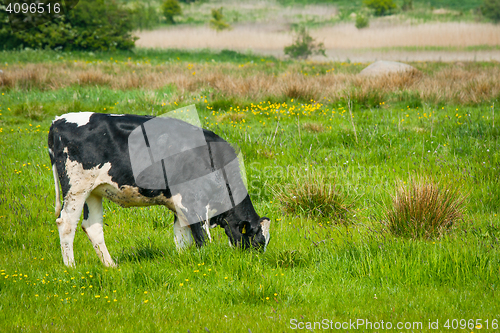 Image of Holstein Friesian cow on a field in Denmark