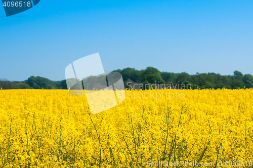 Image of Rapeseed meadow with yellow flowers