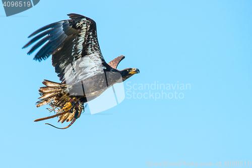 Image of Haliaeetus albicilla eagle flying