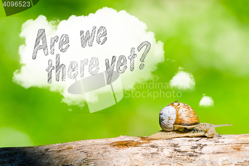 Image of Snail thinking are we there yet