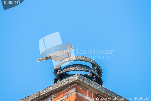 Image of Pigeon on a bricked chimney