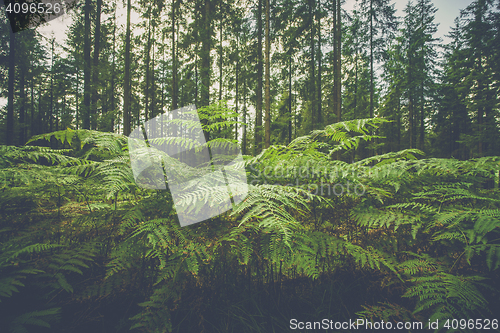 Image of Large fern plants in a forest