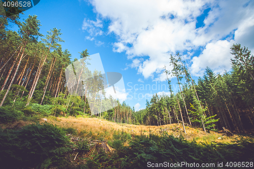 Image of Dry meadow in a pine tree forest