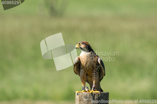 Image of Kestrel sitting on a wooden pole