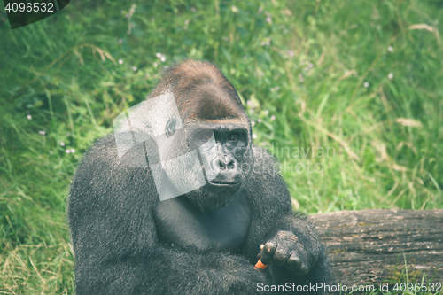 Image of Cute gorilla eating a carrot