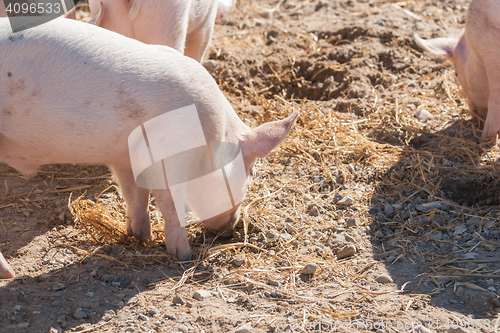 Image of Pink piglets looking for food