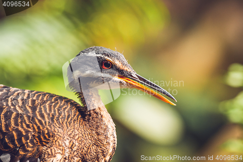 Image of Close-up of a sunbittern bird in a colorful rainforest