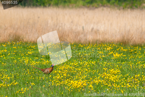 Image of Pheasant on a green field