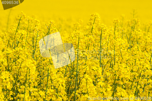 Image of Canola flowers on a yellow field