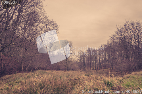 Image of Meadow in a forest at dawn