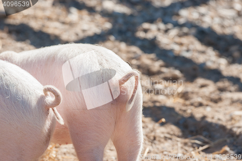 Image of Pig tails on pink piglets