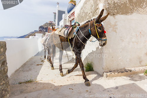 Image of donkey on stairs of Santorini