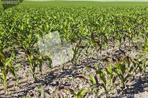 Image of Field with corn