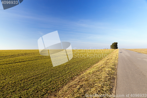 Image of rural road, tree