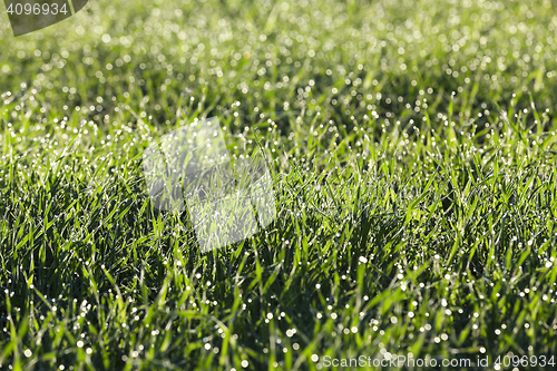 Image of young grass plants, close-up
