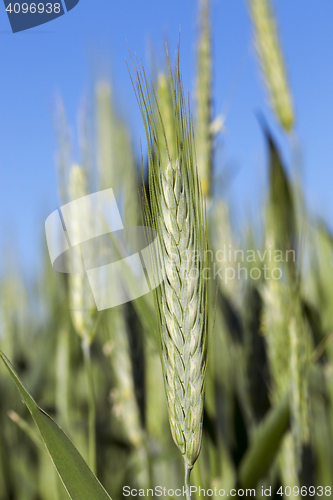 Image of Field with cereal