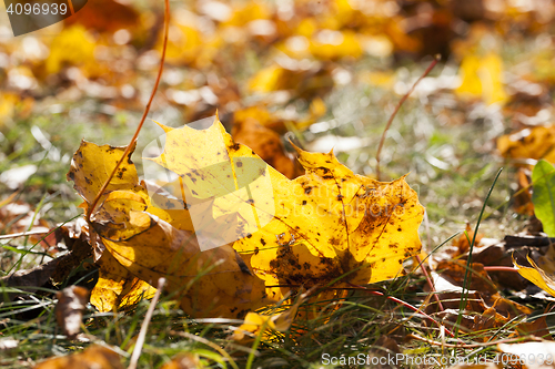 Image of leaves in autumn park