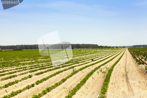 Image of Field with carrot