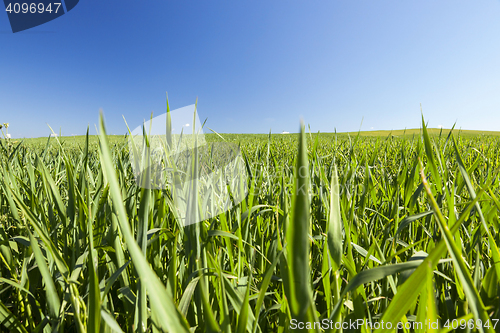 Image of Field with cereal