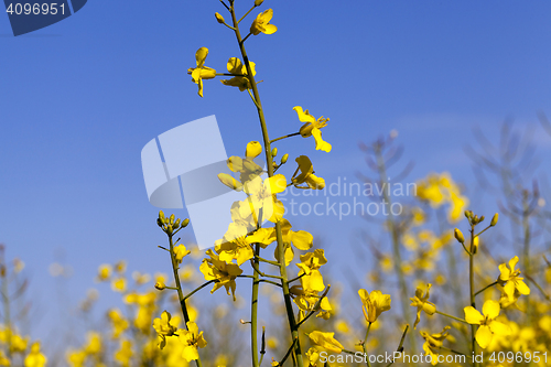 Image of yellow flower rape