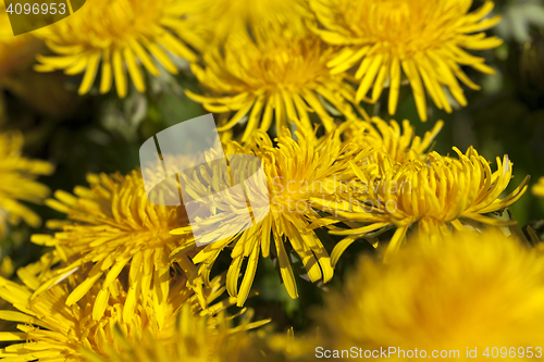 Image of yellow dandelions in spring