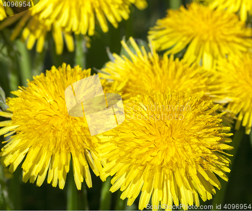 Image of yellow dandelions in spring