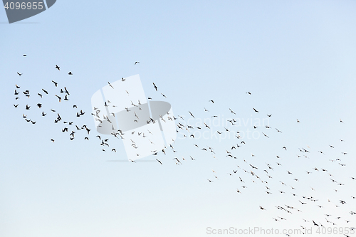 Image of birds flying in the sky