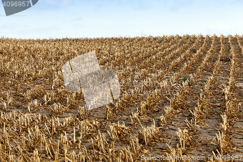 Image of harvested mature corn