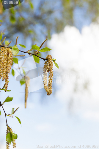 Image of Young leaves of birch