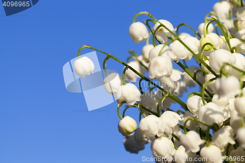 Image of Forest lily of the valley close-up