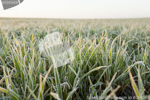 Image of wheat during frost