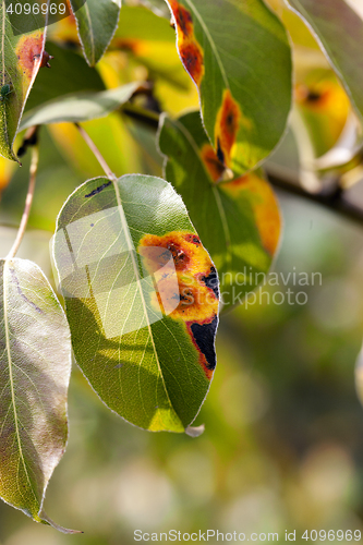 Image of pear foliage in autumn