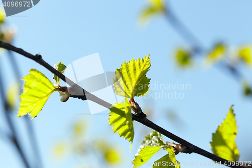 Image of Young leaves of birch