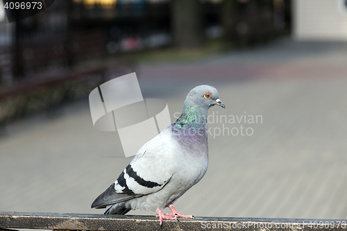Image of pigeon sitting on the fence