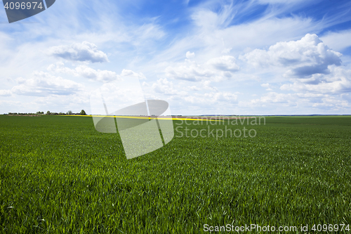 Image of wheat field in spring
