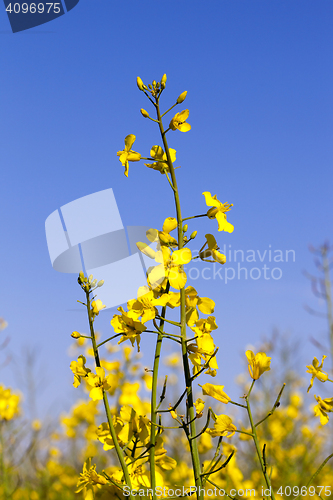 Image of yellow flower rape