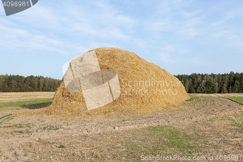 Image of stack of straw in the field