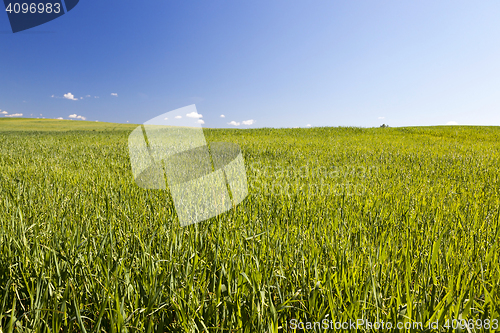 Image of Field with cereal