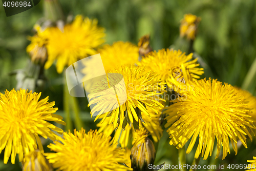 Image of yellow dandelions in spring